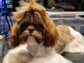 Shih Tzu dogs Imperial Shih Tzu female, 22 months KC registered. - Advert 7