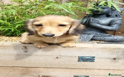 Dachshund dogs for sale: Cream boy and girl Miniature dachshund - Image 14