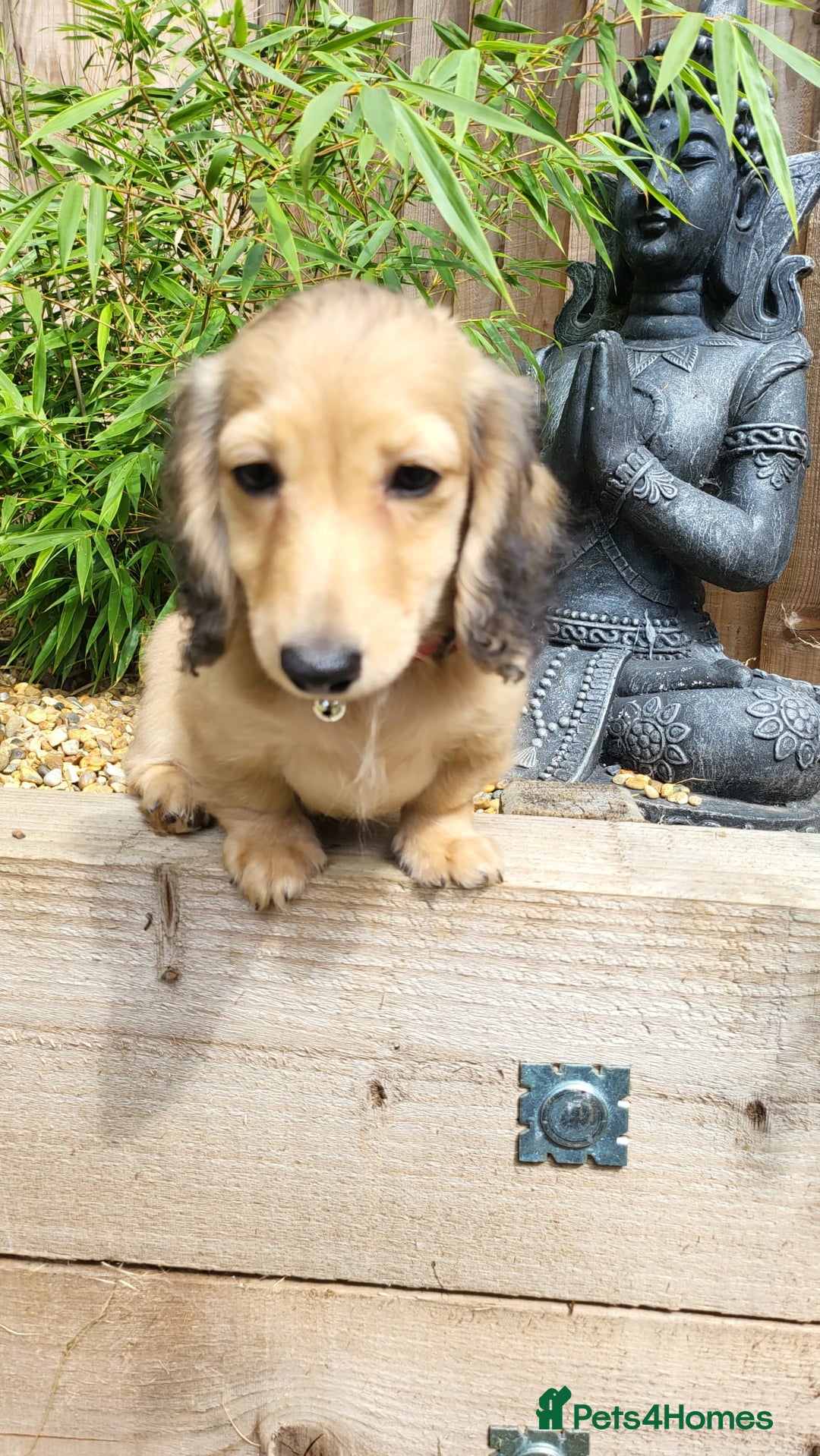 Dachshund dogs for sale: Cream boy and girl Miniature dachshund - Image 14