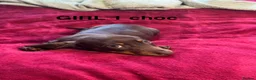 Dachshund dogs for sale: Dachshund puppies boys and girls  - Advert 4