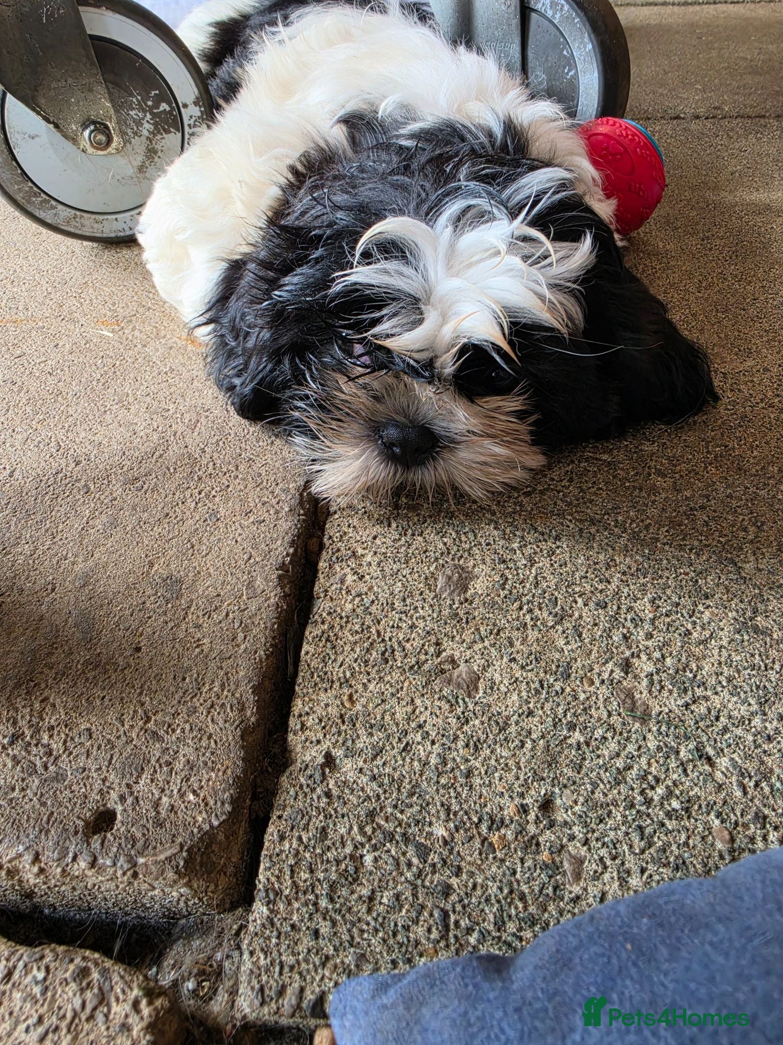 Shih Tzu dogs LOVELY GIRLS CUTE SHIH TZU PUPPIES READY NOW - Advert 2