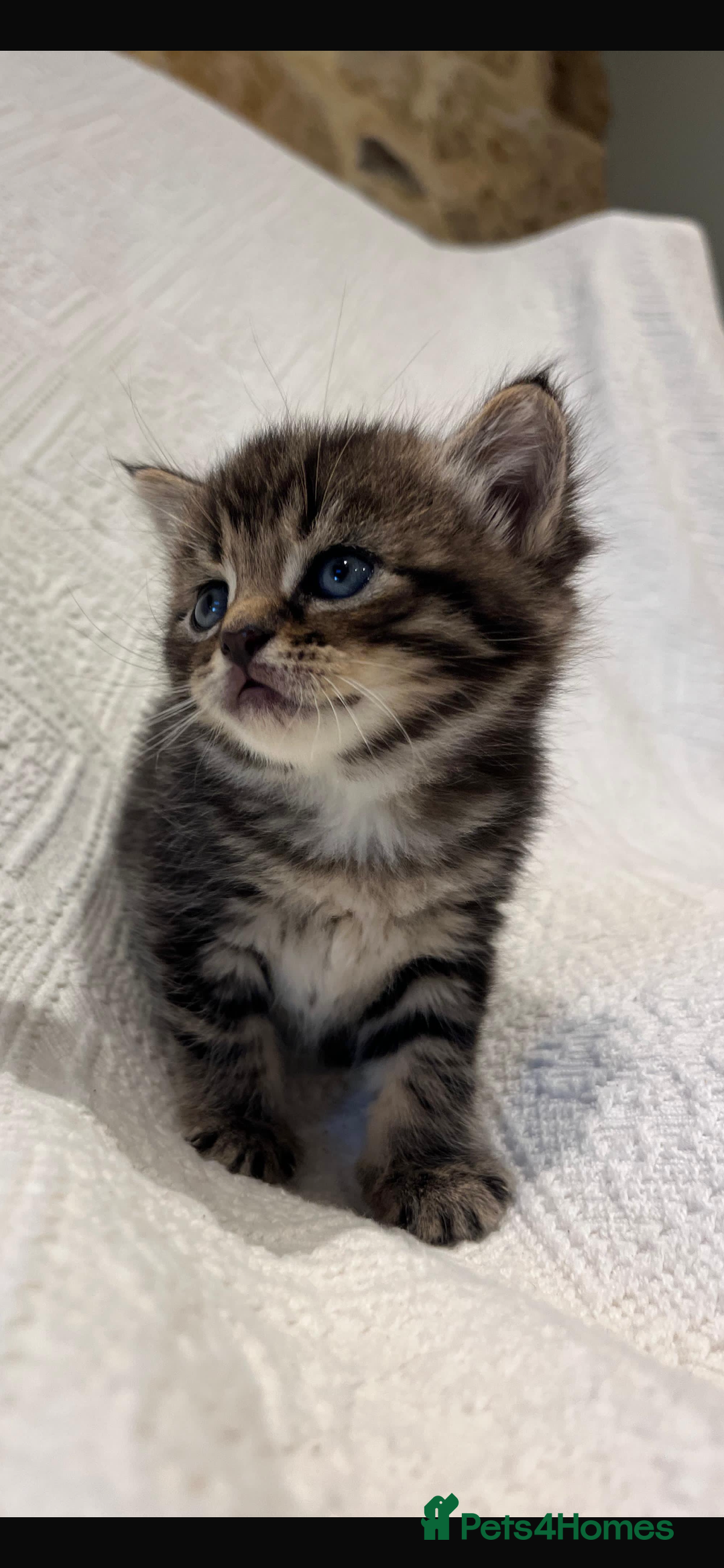 Maine Coon cats for sale: Maine coon x bsh. READY 14th BUT CAN HOLD - Advert 16