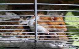Hamster rodents for sale: Syrian Hamster and Savic Plaza 120cm Cage - Advert 6