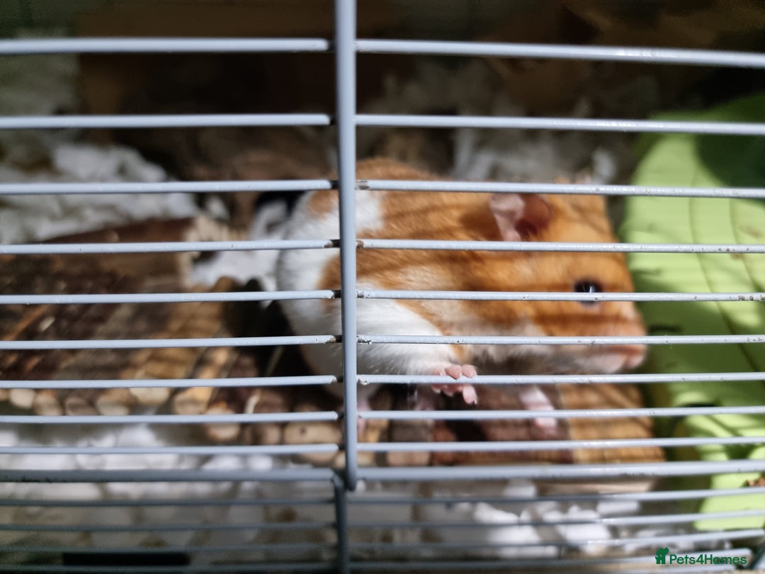 Hamster rodents for sale: Syrian Hamster and Savic Plaza 120cm Cage - Advert 6