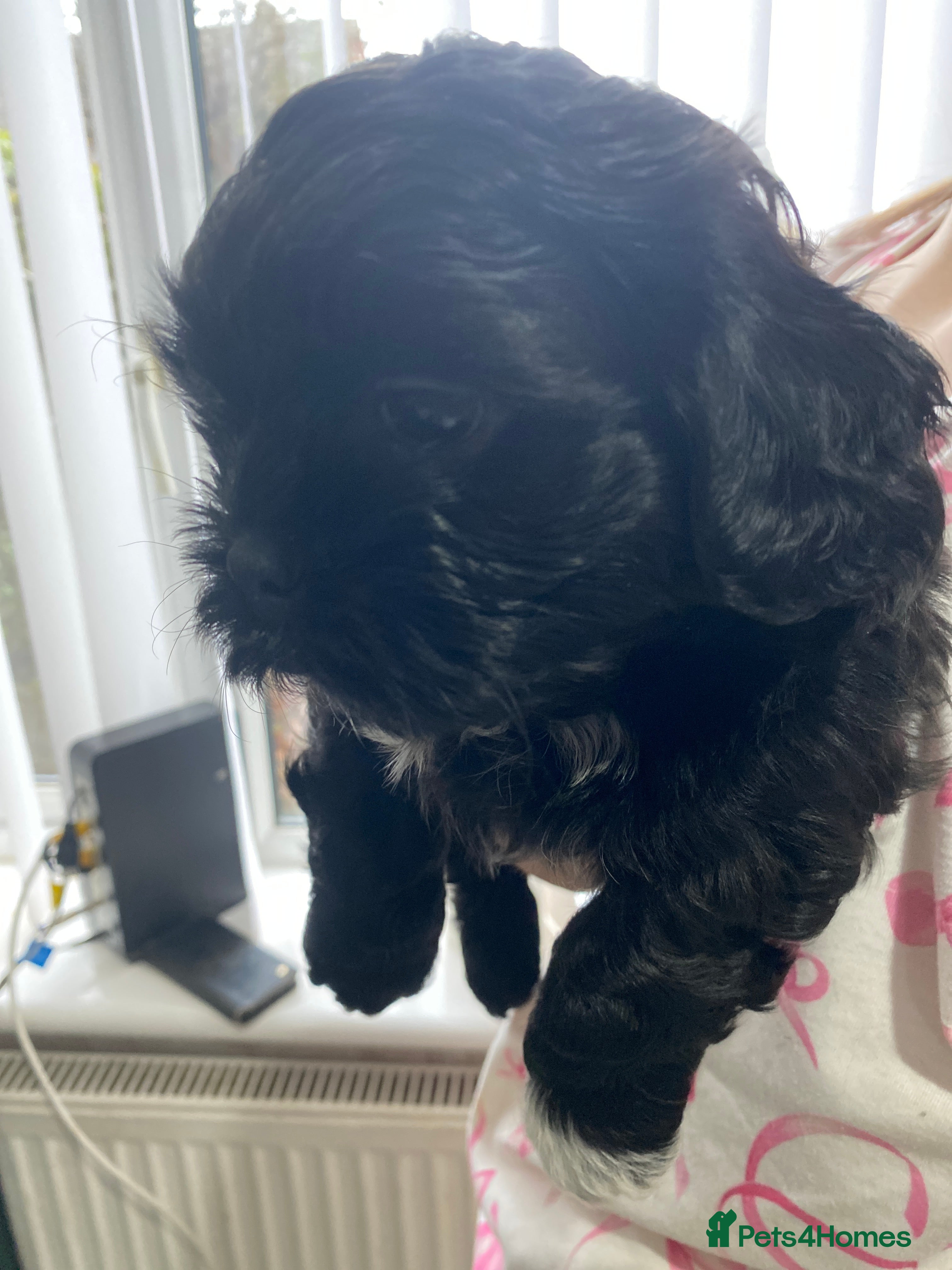 Shihpoo dogs 1 little boy  - Advert 11