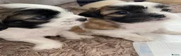 Zuchon dogs for sale: Zuchon puppies for sale in Great Yarmouth - Advert 9