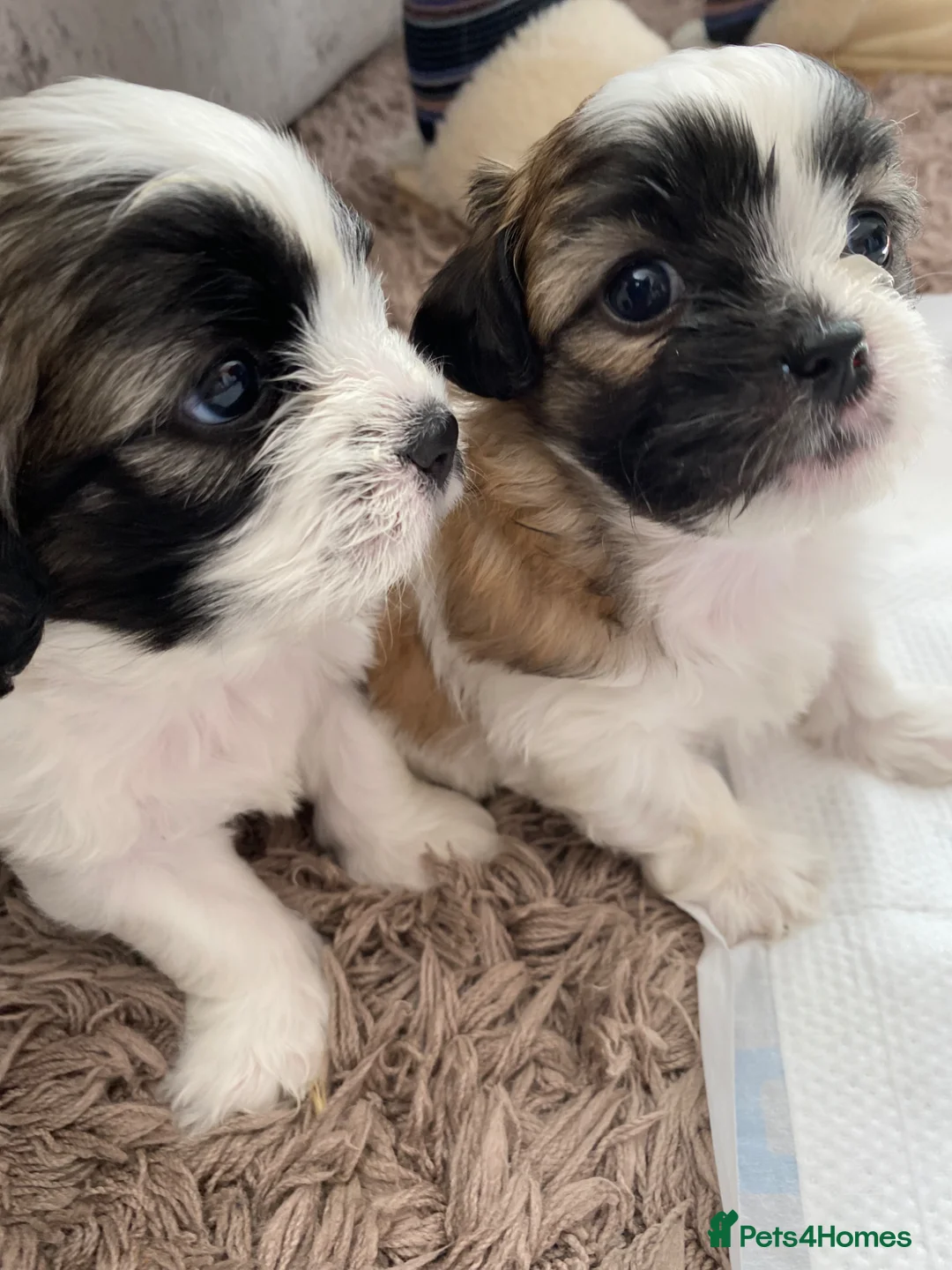 Zuchon dogs for sale: Zuchon puppies for sale - Advert 2