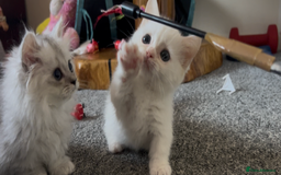 Munchkin cats for sale: A very SPECIAL litter of Munchkins Kittens  - Image 12
