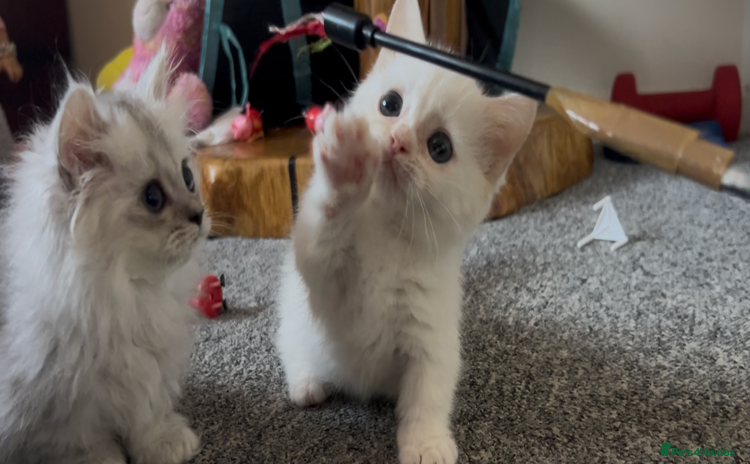 Munchkin cats - Advert 1