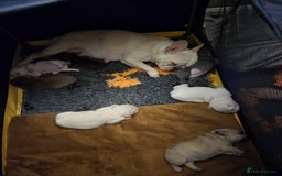 French Bulldog dogs for sale: French bulldog pups ❤️ - Image 1