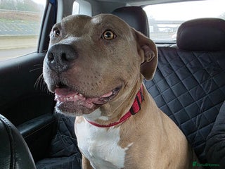 American Bulldog dogs American bulldog - Advert 1