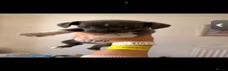 Chihuahua dogs for sale: Beautiful tiny chihuahua’s - Advert 3