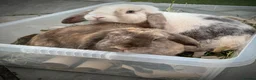 Dwarf Lop rabbits for sale: 2 friendly Neutered male dwarf lop rabbits  - Advert 6