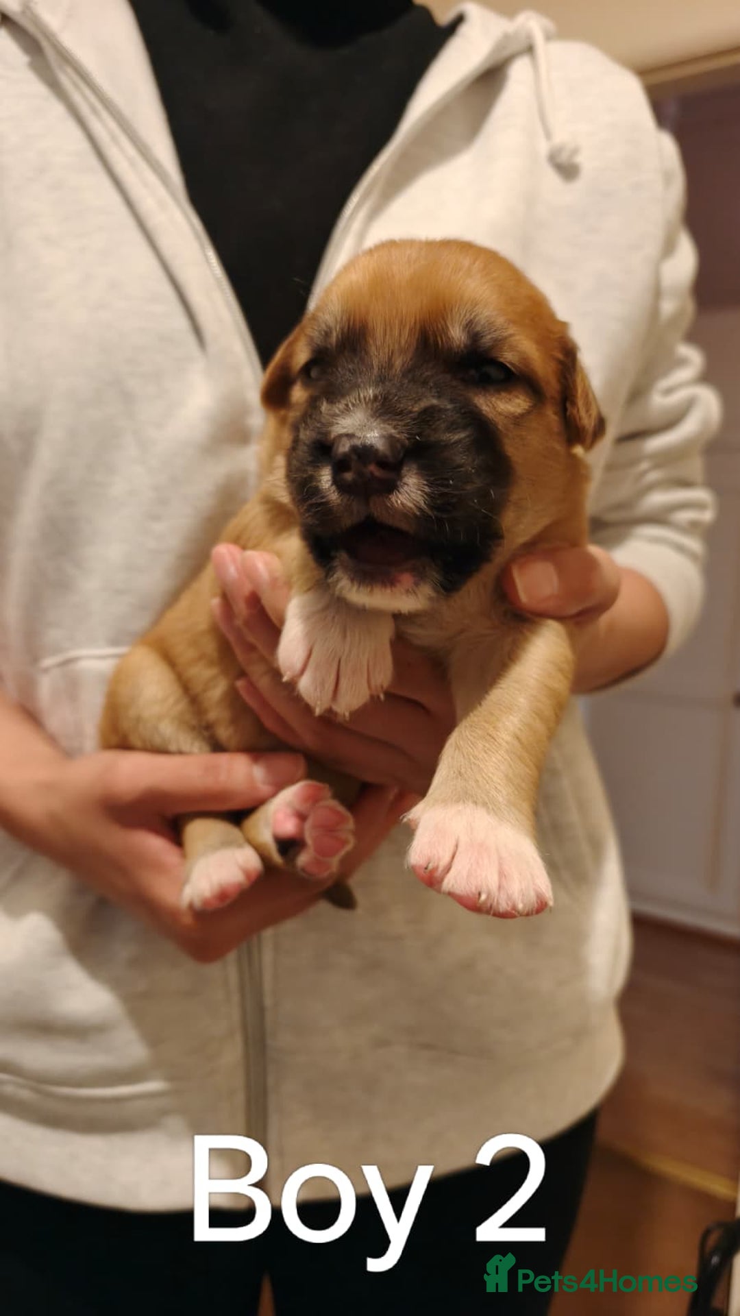 Mixed Breed dogs for sale: German Staffy Litter Available 12/10/25 - Image 20