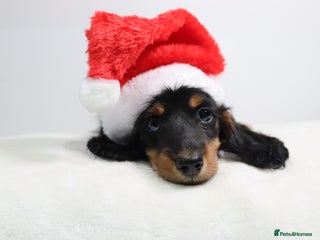 Miniature Dachshund dogs Ready now Miniature longhaired dachshunds - Advert 3