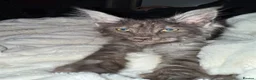 Maine Coon cats for sale: Boy and girl Maine coon  - Advert 5