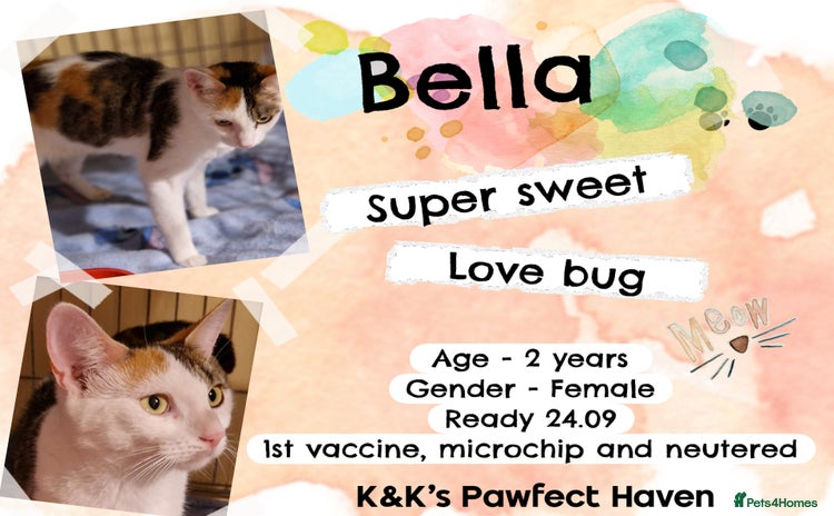 Domestic Shorthair cats - Advert 1