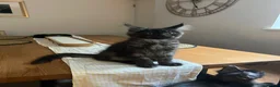 Maine Coon cats for sale: GCCF Maine coon boys ready now - Advert 5