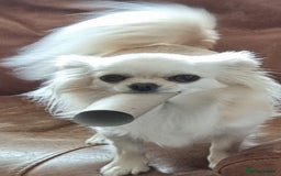 Chihuahua dogs for sale: Beautiful Spayed girl 5 years old - Image 2