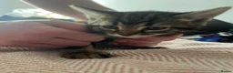Mixed Breed cats for sale: For beauitful kittens  - Advert 4