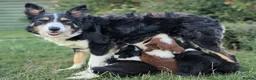 Border Collie dogs for sale: Border Collie Puppies Ready August 1st - Advert 4