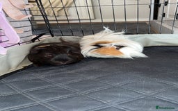 Guinea Pig rodents for sale: 2 male guniea pigs - Image 1