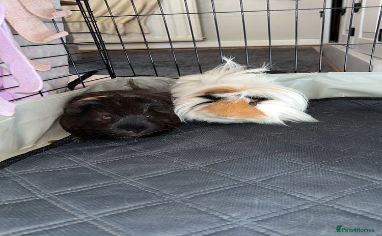 Guinea Pig rodents - Advert 1