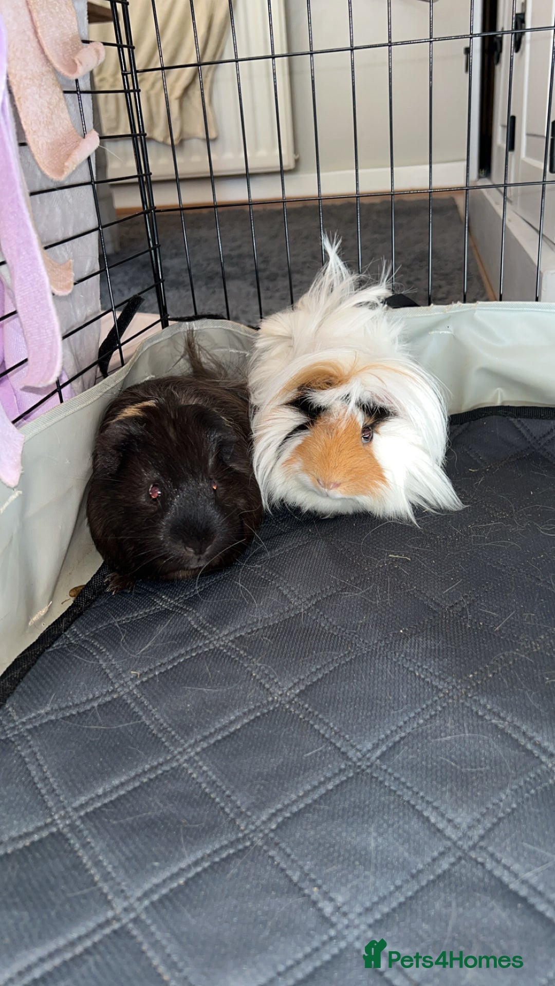 Guinea Pig rodents for sale: 2 male guniea pigs - Image 1