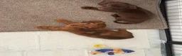 Miniature Dachshund dogs for sale: Long haired Miniature dachshund  - Advert 3