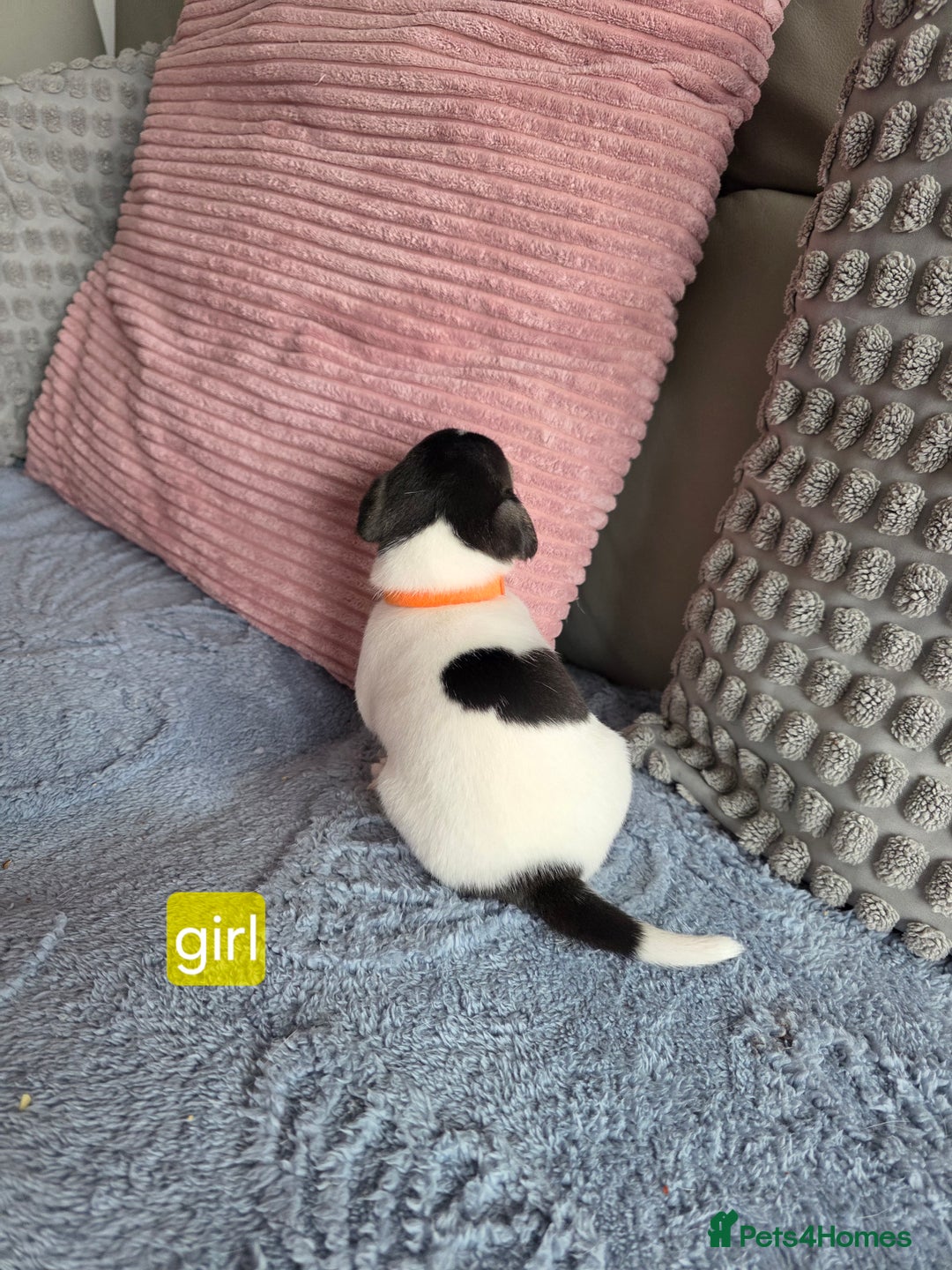 Jack Russell dogs for sale: Jack russell puppies - Image 14