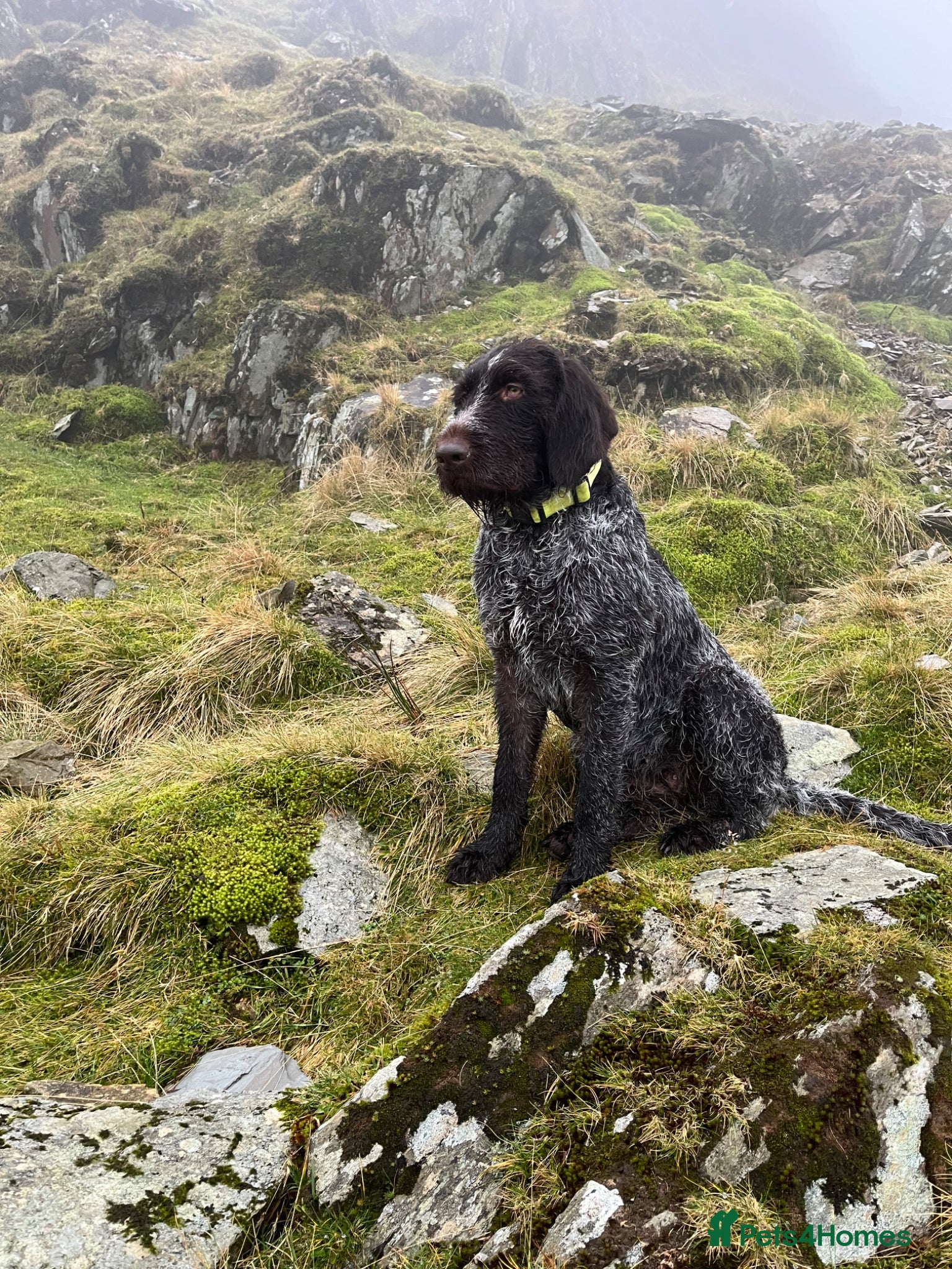 German Wirehaired Pointer dogs GWP liver & white ticked puppies - Advert 3