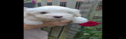 Coton De Tulear dogs for sale: Gorgeous Coton de Tulear puppies KC registered - Advert 17