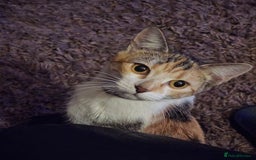 Mixed Breed cats for sale:  3 Adorable Kittens Ready for Their Forever Homes - Image 18