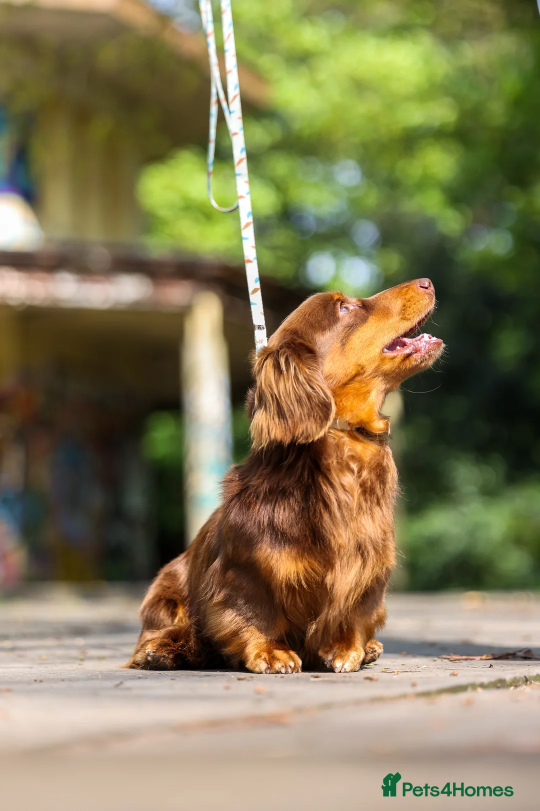 Miniature Dachshund dogs for stud: SLINKY (stud) in Liverpool - Advert 9