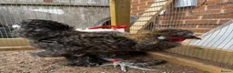 Chickens poultry for sale: Bearded silkie cockerel/ cocoo  - Advert 2