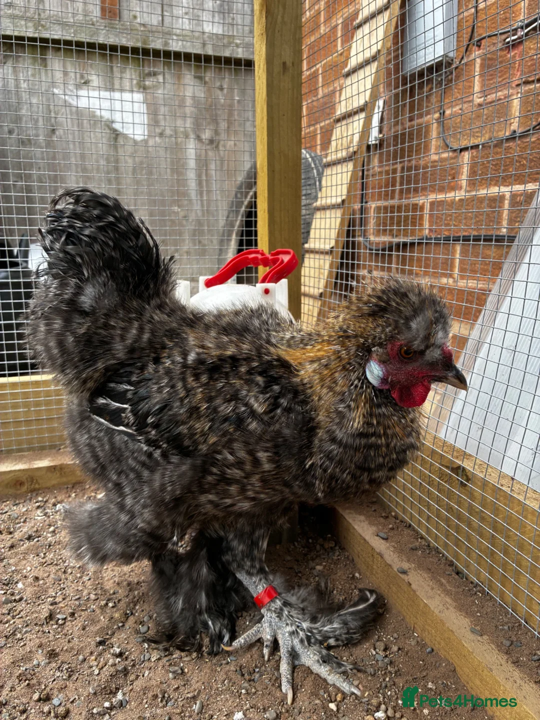 Chickens poultry for sale: Bearded silkie cockerel/ cocoo  - Advert 2