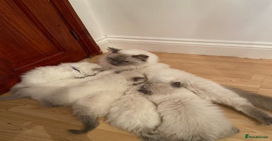 Ragdoll cats - Advert 12