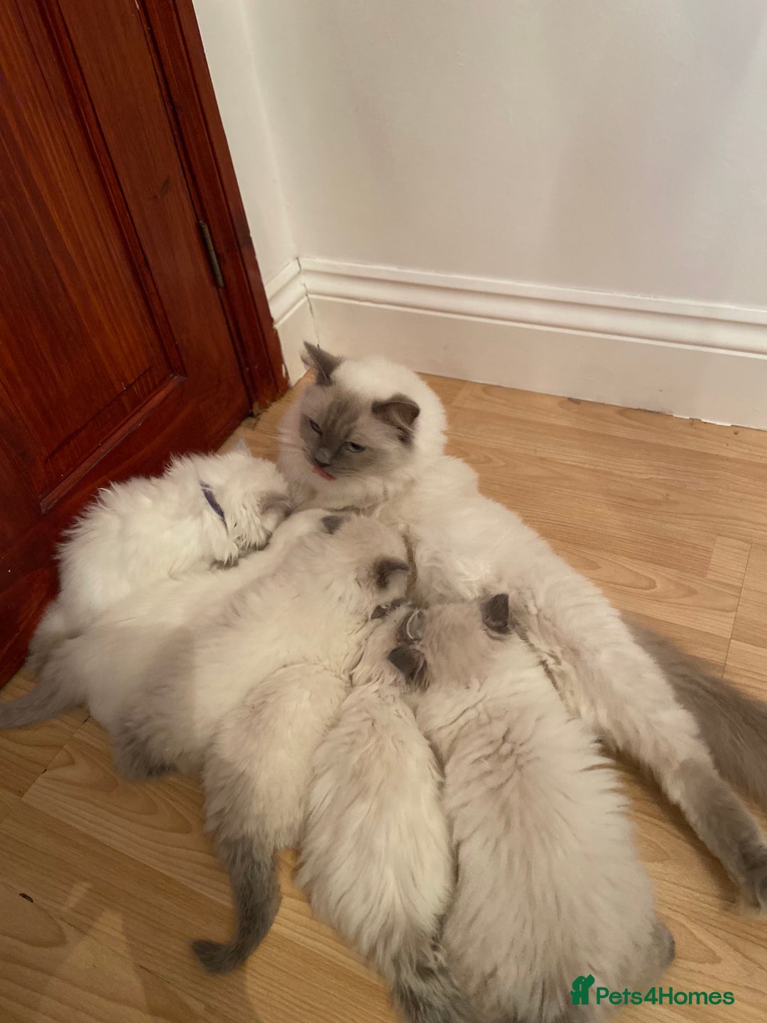 Ragdoll cats for sale: Rare Mink and blue mitted Ragdoll kittens  - Image 2