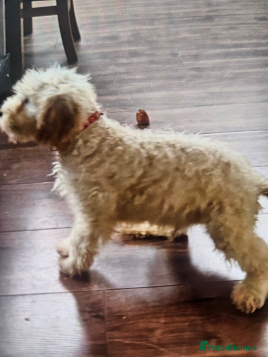 Cockapoo dogs for sale: Cockapoo - Advert 7