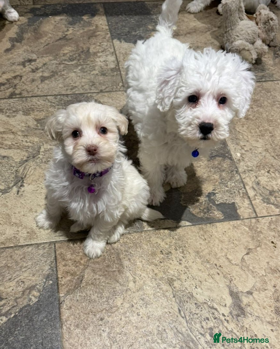 Mixed Breed dogs for sale: Toy Westiepoo Puppies - Non-Shed - Advert 7