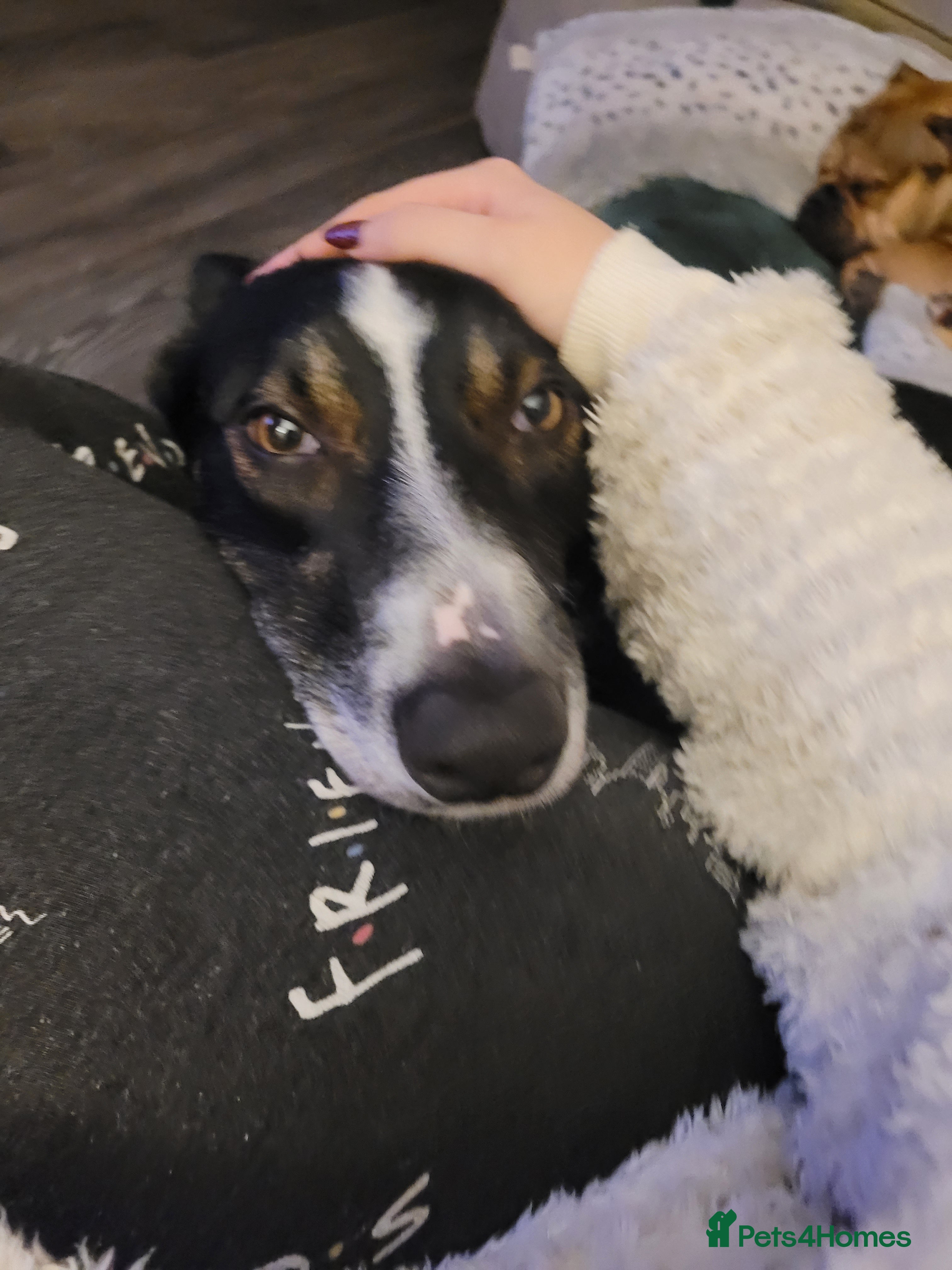 Border Collie dogs Jasper(Border Collie) - Advert 14