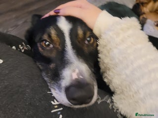 Border Collie dogs Jasper(Border Collie) - Advert 2