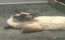 Ragdoll cats for sale: Ragdoll/british blue - Image 8