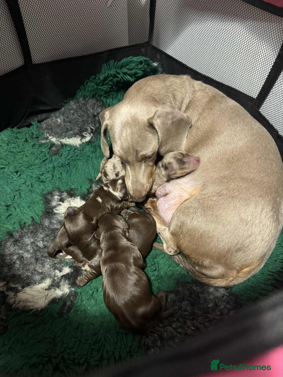 Miniature Dachshund dogs for sale: Mini dachshund puppies - Image 8