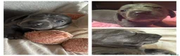 Miniature Dachshund dogs for sale: Miniature dachshund pups - Advert 22
