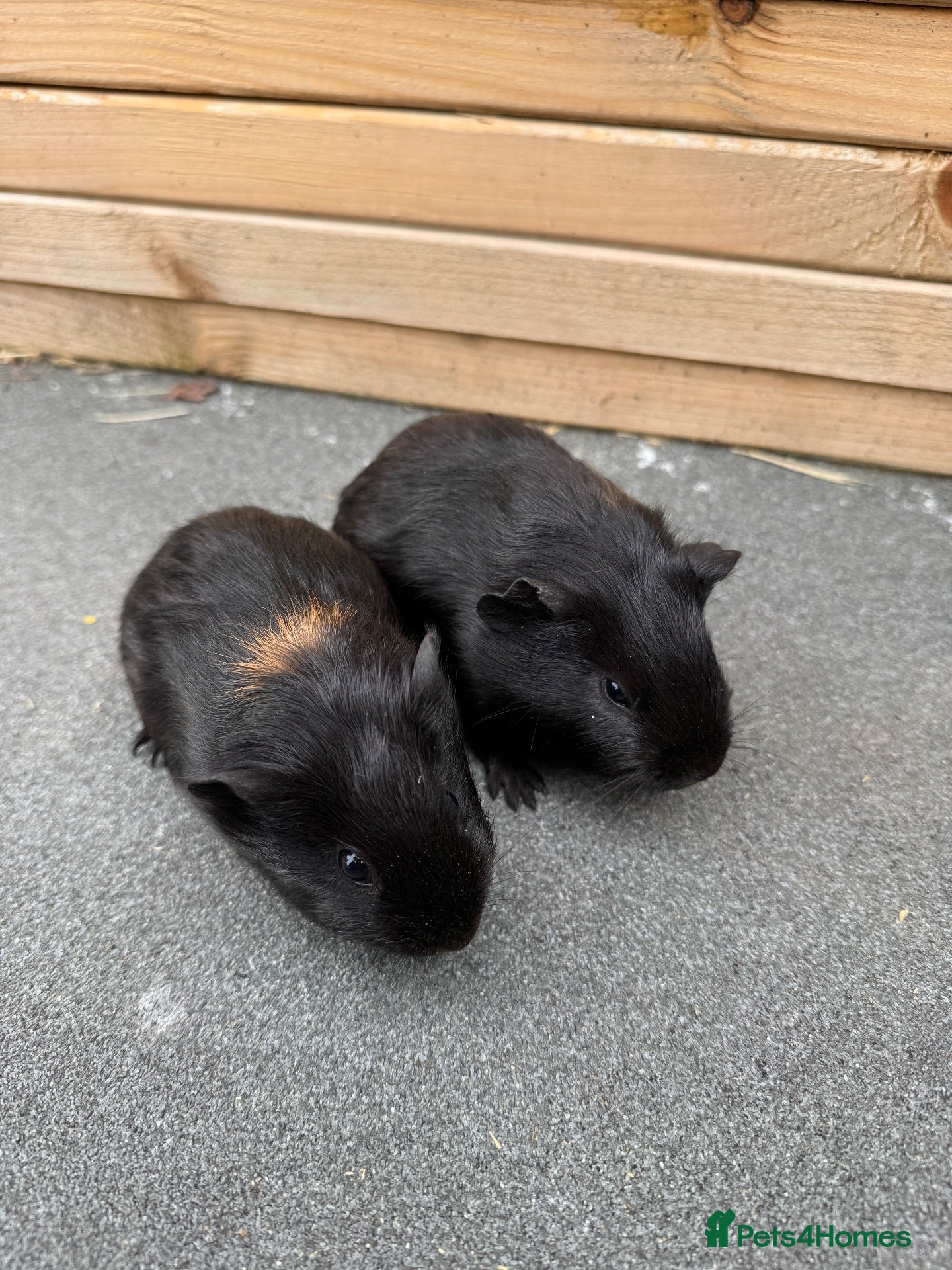 Guinea Pig rodents Two pairs of guinea pigs  - Advert 17