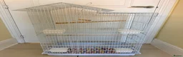 Parrots birds for sale: BEAUTIFUL QUAKER / MONK PARROTS BIRDS  - Advert 5