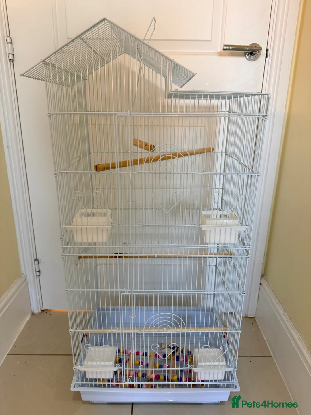 Parrots birds for sale: BEAUTIFUL QUAKER / MONK PARROTS BIRDS  - Advert 10