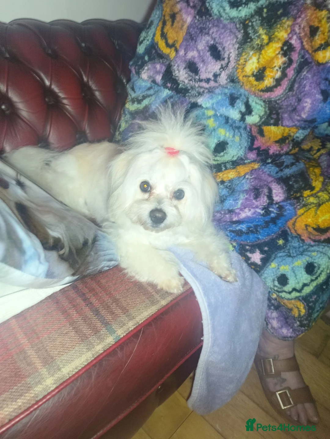 Maltese dogs for sale: 2 female Maltese puppies - Advert 1
