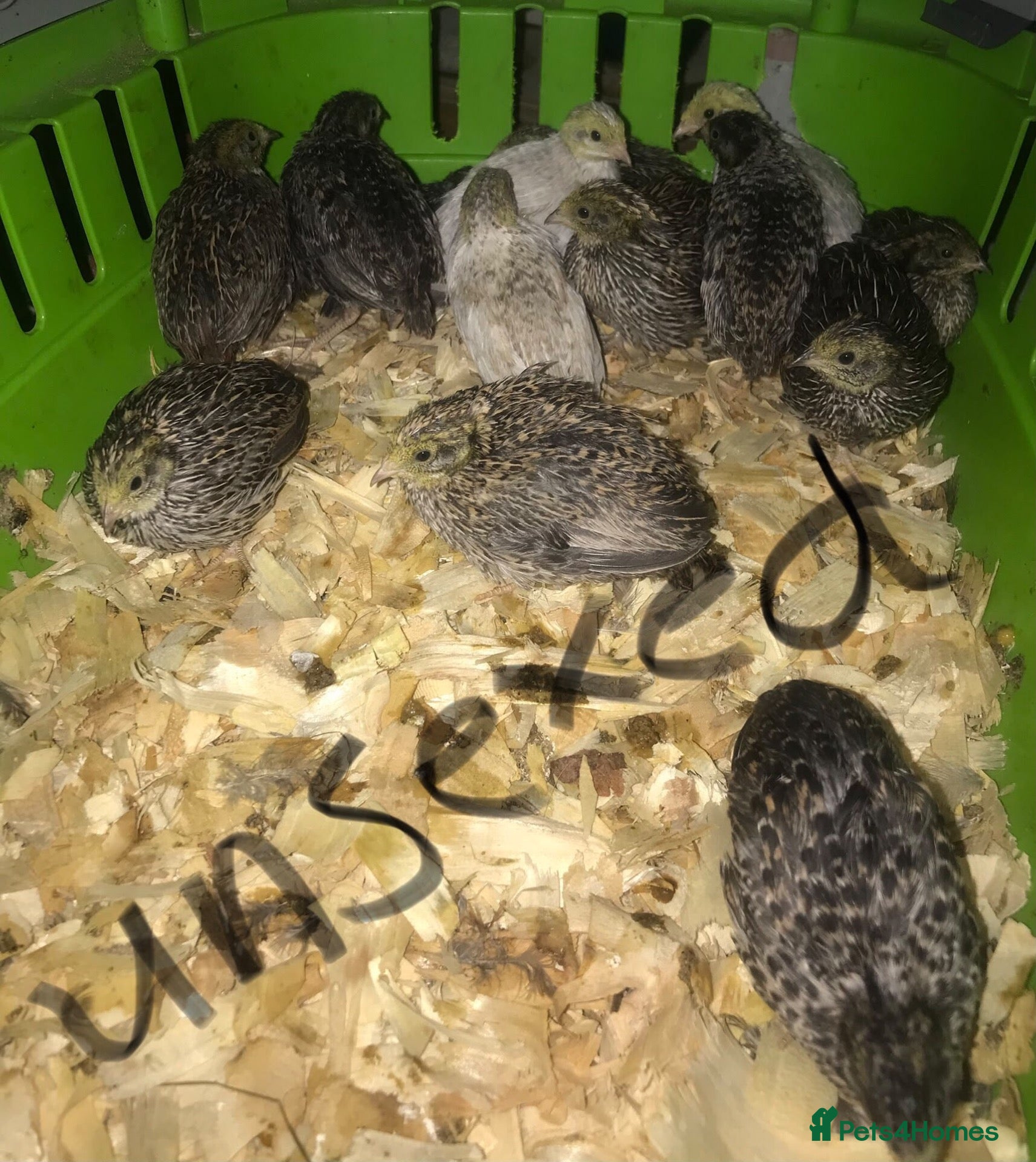 Quail poultry CHINESE PAINTED BUTTON QUAIL CHICKS ! - Advert 24